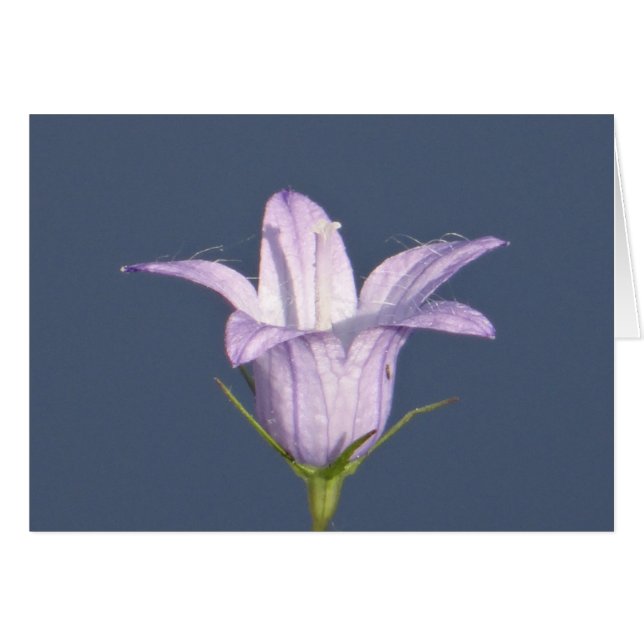 Cartão Bela flor azul (Frente Horizontal)