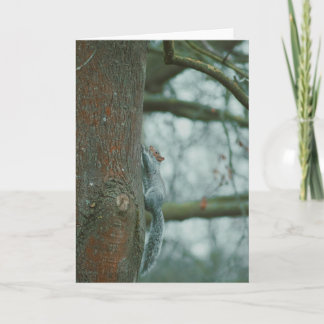 Cartão Bela fotografia de um vazio de esquilo