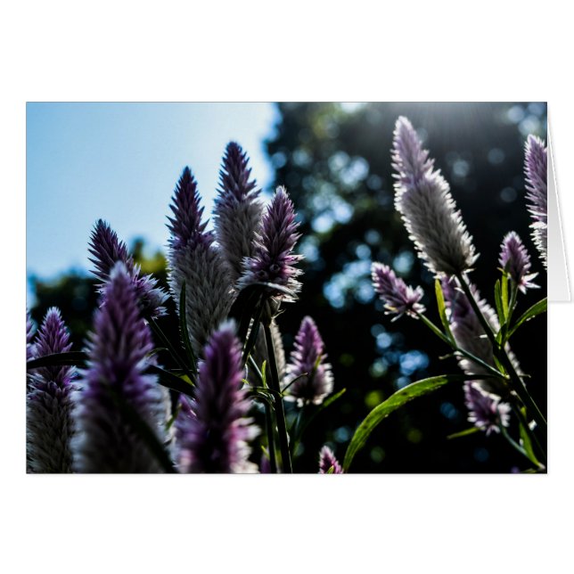 Cartão Bela placa de Vazio Floral Purple (Frente Horizontal)