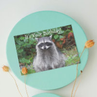 Bela Posicionando Raccoon Engraçada Vida Selvagem 