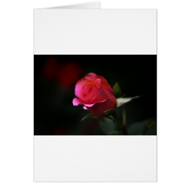 Cartão Bela Rosa vermelha (Frente)