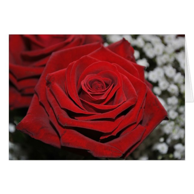 Cartão Bela Rosa vermelha (Frente Horizontal)