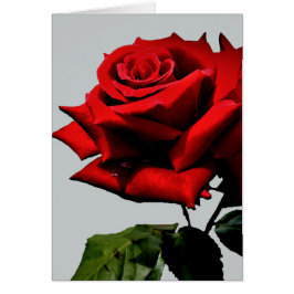 Cartão Bela Rosa Vermelha Floral Natureza