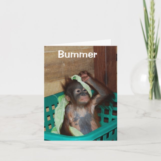 Cartão Belado Parabéns, sinto muito (Frente)