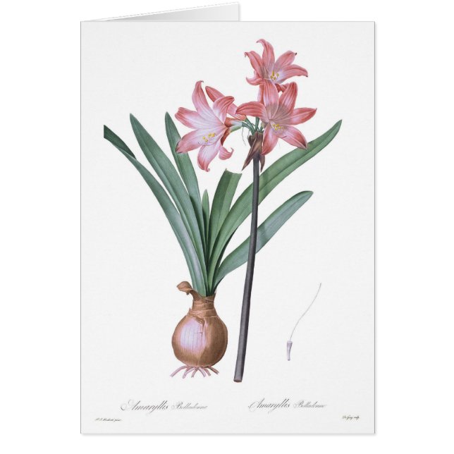 Cartão Beladona do Amaryllis (Frente)