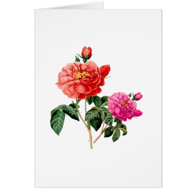 Cartão belas flores de rosa, vermelhas e cor-de-rosa (Frente)