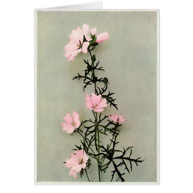 Cartão Belas Flores Silvestres Rosa (Frente)