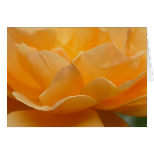 Cartão Beleza de um Rosa (Frente horizontal)