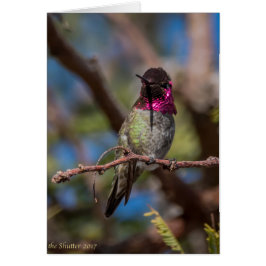 Cartão Beleza do colibri