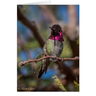 Cartão Beleza do colibri