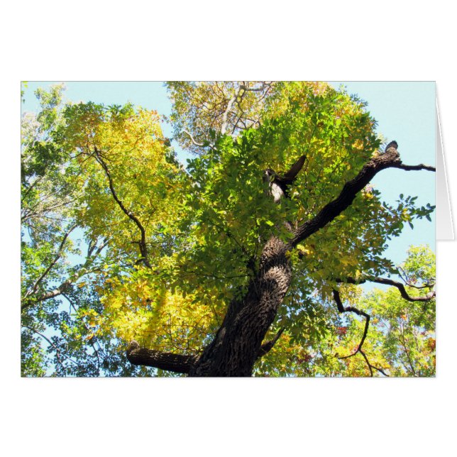 Cartão Beleza em NJ (Frente Horizontal)