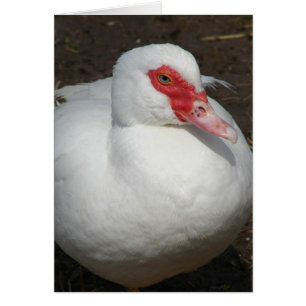 Cartão Beleza, Muscovy Hen