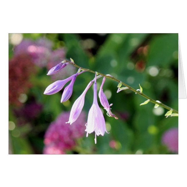 Cartão beleza roxa (Frente Horizontal)