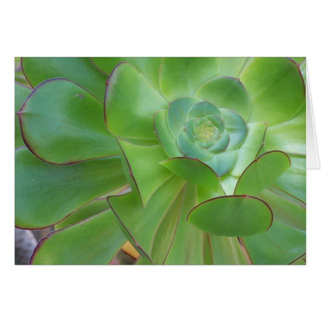 Cartão Beleza Suculenta... Oxnard California (Frente Horizontal)