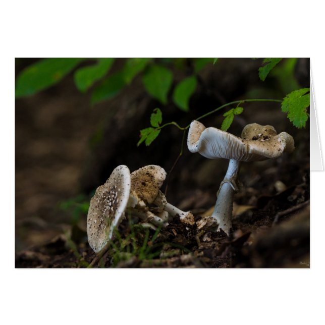 Cartão Beleza venenosa (Frente horizontal)