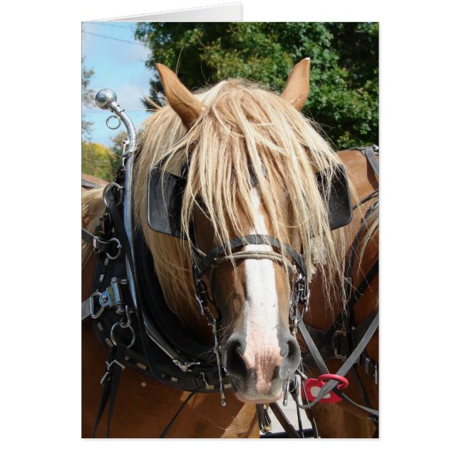 Cartão Belga (Frente)