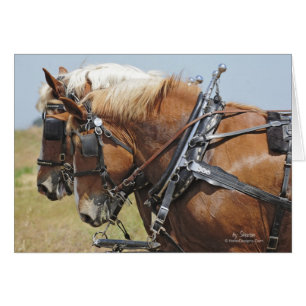 Cartão Belga Draft Horse Team