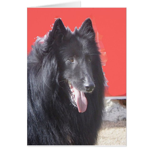 Cartão Belga Groenendael (Frente)