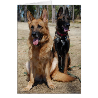 Cartão Belga Malinois e german shepherd