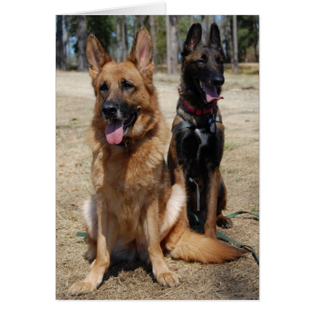 Cartão Belga Malinois e german shepherd (Frente)