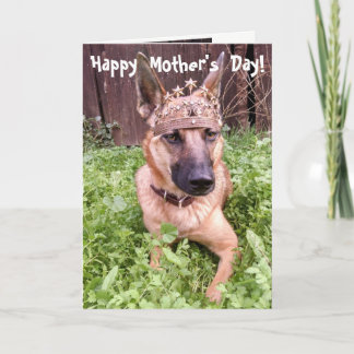 Cartão Belgian Malinois Mother's Day Card