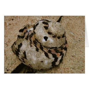 Cartão Belize Shell