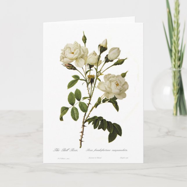 Cartão Bell Rose (Frente)