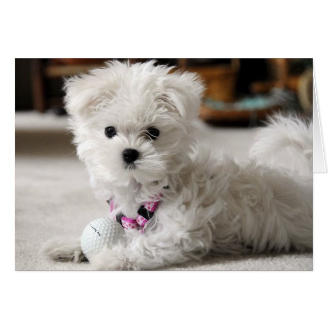 Cartão Bella ama Golf (Frente Horizontal)