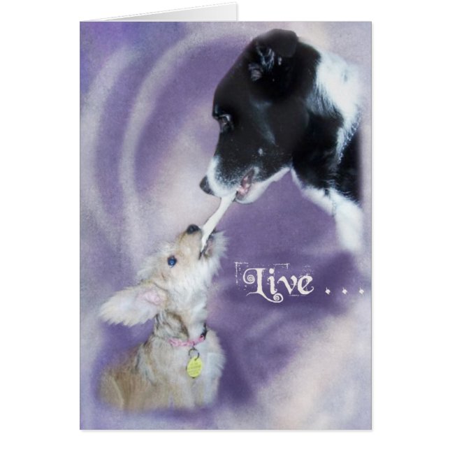 Cartão Bella&Buddy (Frente)