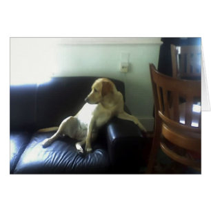 Cartão Bella, cão Labrador amarelo