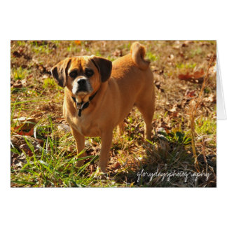 Cartão Bella, o puggle