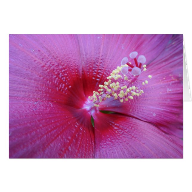 Cartão Bella Pink (Frente horizontal)