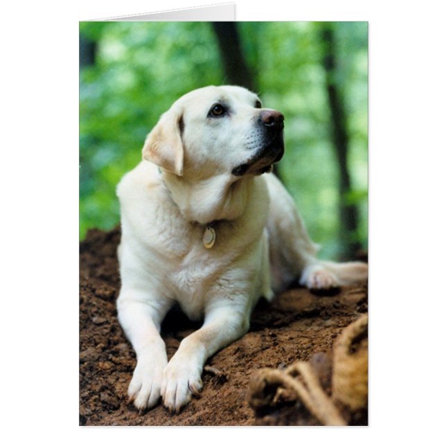 Cartão Belle (Frente)