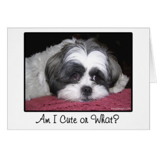 Cartão Belle o cão de Shih Tzu