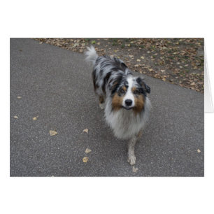 Cartão Belo Aussie multicolor