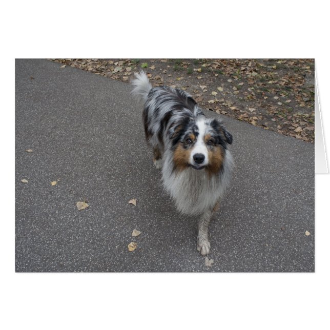 Cartão Belo Aussie multicolor (Frente Horizontal)