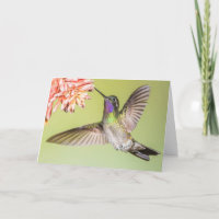 Belo beija-flor voando para uma simpatia florescen