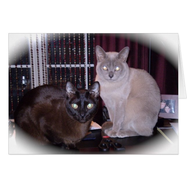 Cartão Belo birmanês (Frente Horizontal)