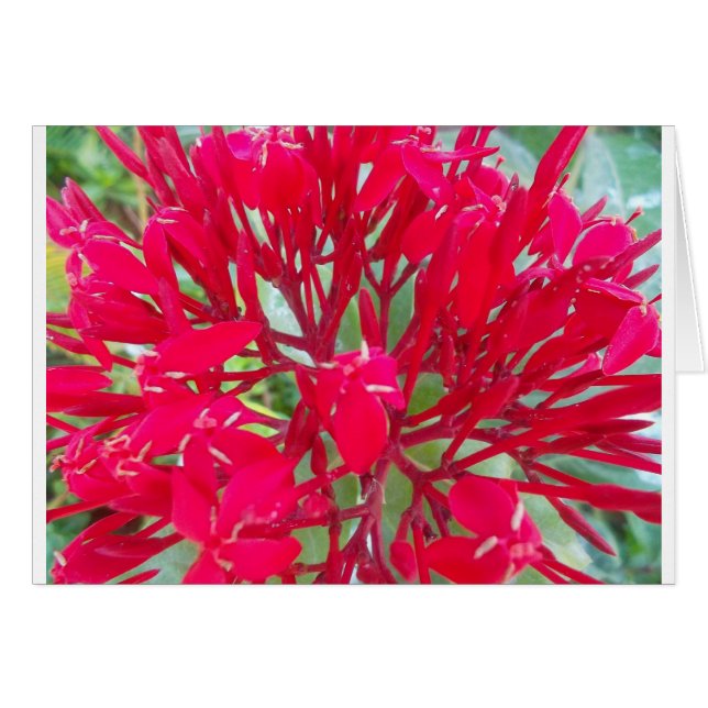 Cartão Belo caleidoscópio de Red Milkweed Colorful (Frente Horizontal)