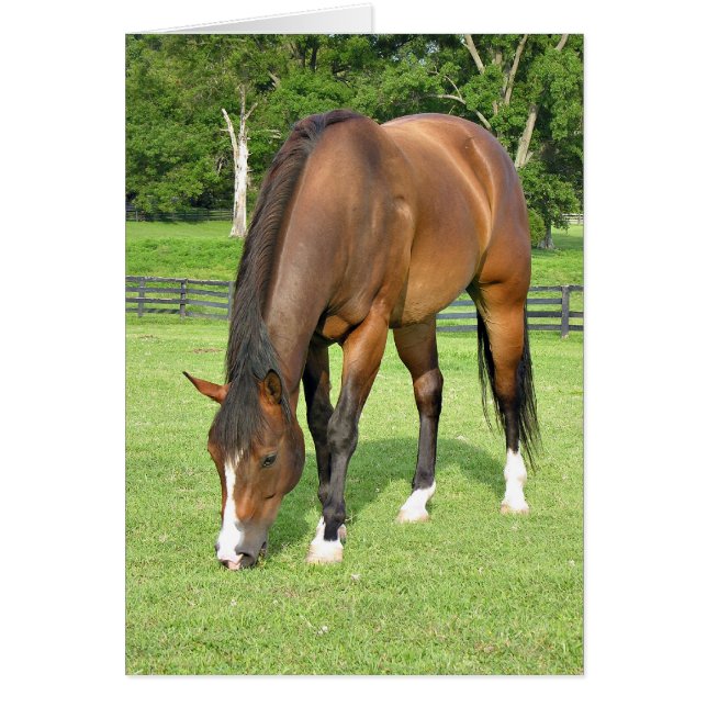 Cartão Belo cavalo (Frente)