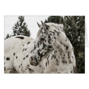 Cartão Belo Cavalo Appaloosa, Ocidental, Appy
