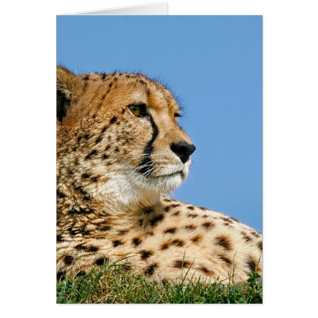 Cartão Belo Cheetah (Frente)