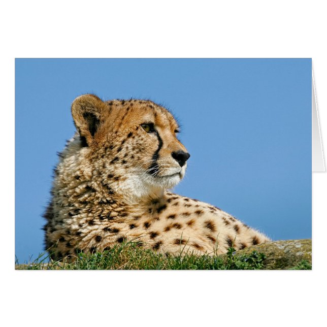 Cartão Belo Cheetah (Frente Horizontal)