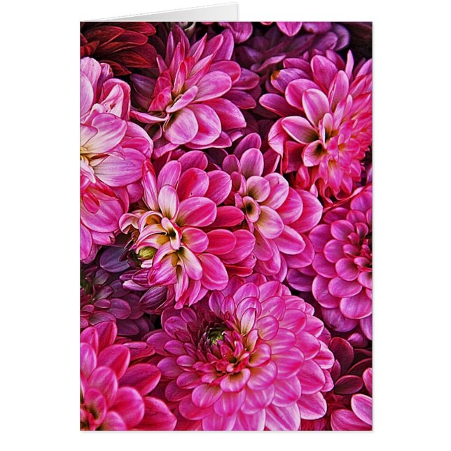 Cartão Belo Dahlias rosa (Frente)