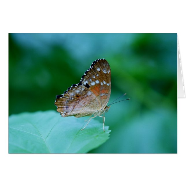 Cartão Belo Danaus Plexippus Butterfly em Folha. (Frente Horizontal)