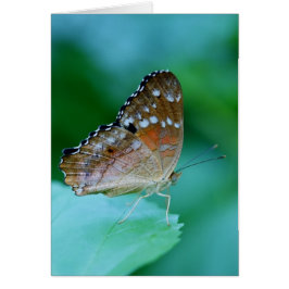 Cartão Belo Danaus Plexippus Butterfly em Folha.