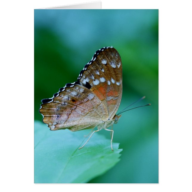 Cartão Belo Danaus Plexippus Butterfly em Folha. (Frente)