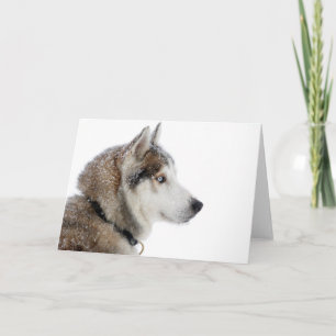 Cartão Belo Husky Siberiano na neve