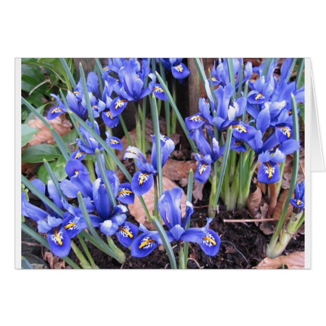 CARTÃO BELO IRIS (Frente Horizontal)