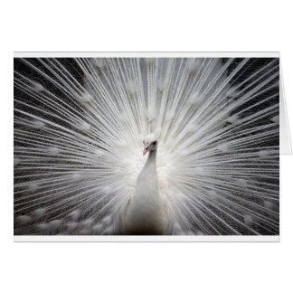 Cartão Belo pavão branco